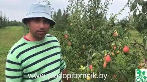 🍐 Груша Русская красавица (Красавица Черненко). Зимостойкий осенний сорт груши. 🍐