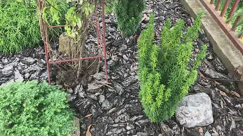 Тис ягодный Давид, описание сорта Taxus baccata David