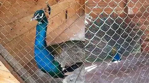 Видео про отдых. Баянаул-озеро джасыбай. Дом отдыха " Березка"
