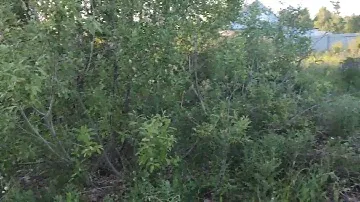 Участок СНТ Березка 9 сот
