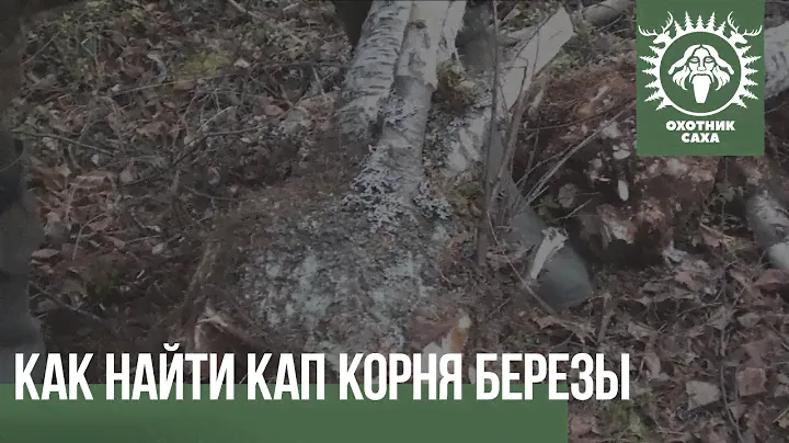 Как найти кап корня березы
